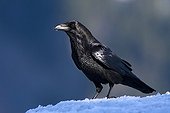 Common Raven on snow - Ordessa NP Spain