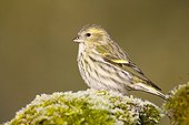 Eurasian Siskin female on moss - Spain