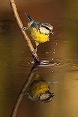 Young Blue Tit drinking on a branch - Spain