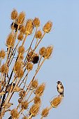 Goldfinch on Teasel - Spain
