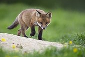 Cub Red Fox walking in a meadow at spring  - GB
