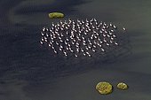 Flamingos in a salt marsh - Bay of Cadiz Spain 