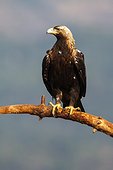 Spanish Imperial Eagle on a branch - Spain