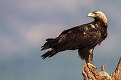 Spanish Imperial Eagle on a branch - Spain