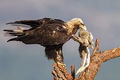 Spanish Imperial Eagle and prey on a branch - Spain