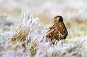 Common Buzzard on ground in winter - Alcudia Valley Spain