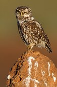 Little owl on rock - Spain