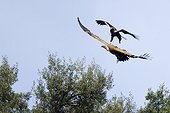 Spanish Imperial Eagle attacking a vulture in flight - Spain