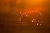 Brown Hare running in a meadow at sunset - GB