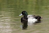 Greater Scaup male on water - Daimiel Spain