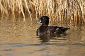 Ferruginous Duck male on water - Daimiel Spain
