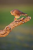 Common Kestrel female and prey on a branche - Spain 
