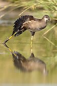Common Moorhen walking in water - Spain 