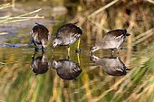 Common Moorhens feeding in water - Spain 