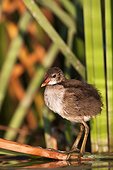 Young Common Moorhen - Brazo del Este del Guadalquivir