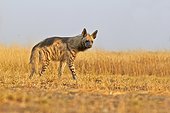 Striped Hyena walking in the savannah - Blackbuck NP India 