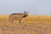 Striped Hyena in the savannah - Blackbuck NP India 