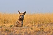 Striped Hyena lying in the savannah - Blackbuck NP India 