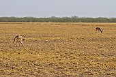 Striped hyena and Blackbuck - PN Velavadar India 