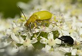 Sulphur Beetle and Tumbling flower beetle on Hogweed