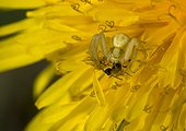 Goldenrod Spider and prey on Dandelion flower - France