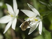 Bee fly gathering nectar Garden star of Bethlehem - France