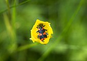 Checkered beetle in a Buttercup at dawn - France ; The morning or evening, insects enter a kind of lethargy because they are cold-blooded animals.
