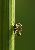Ant watching the birth of an aphid - France