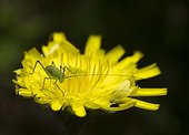 Speckled Bush Cricket juvenile on a flower - France