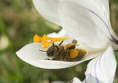 Honey bee gathering nectar from a flower Crocus - France ; The bee was lying on her back in the hammock of a crocus petal. For fast movements and coordinate its legs, it collects the pollen dusted the agglomerates and the two yellow balls already formed on its hind legs.