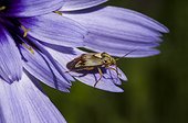 Plant Bug on a flower - France 
