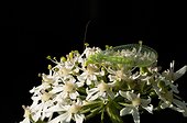 Green lacewing on flowers Giant Hogweed - France
