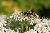 European Paper Wasp on flowers Giant Hogweed - France
