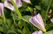 Honey bee in a Field bindweed flower - France 
