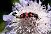 Checkered Beetle on Scabiosa flower - France