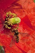 Marmalade fly gathering nectar on Poppy flower - France