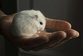 Hamster Russe blanc dans la main d'un enfant - France