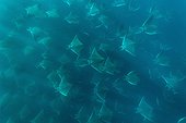 Smoothtail mobulas in formation - Gulf of California