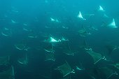 Smoothtail mobulas in formation - Gulf of California