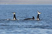 Socialising killer whales - Gulf of California