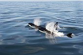 Killer whales in silky water - Gulf of California