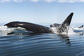 Killer whale travelling at speed - Gulf of California