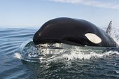 Killer whale head surging out of water - Gulf of California