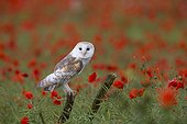 Barn Owl on a branch with poppies in the background - GB