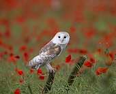 Barn Owl on a branch with poppies in the background - GB