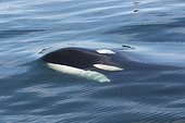 Head of killer whale in silky water - Gulf of California