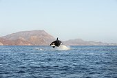 Killer Whale attacking a Common Dolphin - Gulf of California