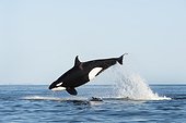 Killer Whale attacking a Common Dolphin - Gulf of California ; The dolphin is visible beneath the whale.
