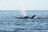 Killer Whale attacking a Common Dolphin - Gulf of California