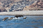 California sea lions surfing - Gulf of California